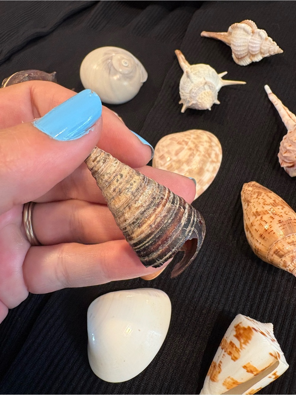 SEASHELLS ~ 🐚 Natural Seashell Collection Lot Set Real Shells! - Picture 13 of 16
